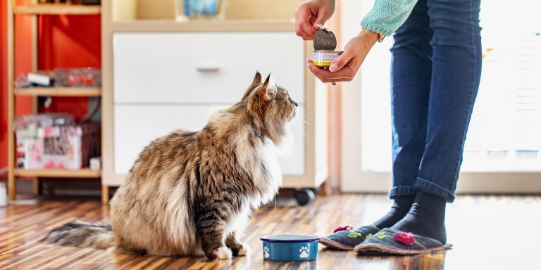 Best Dry Cat Food: 10-Vet Recommended Options