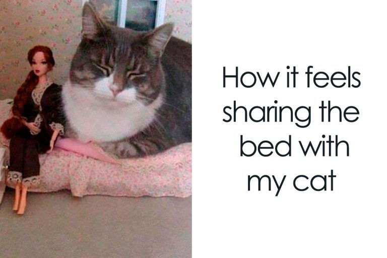 Cat Food Meme: Hilarious and Purrrfectly Relatable!