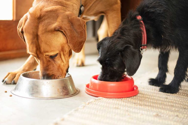 Wholesome Dog Food: The Ultimate Guide for a Healthy Canine Diet